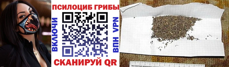 купить закладку  Бежецк  Псилоцибиновые грибы GOLDEN TEACHER 